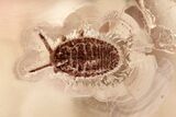 + Fossil Scale Insects and a Biting Midge in Baltic Amber #367307-1